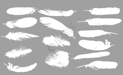 灰色背景上十五根白色羽毛的插图图片