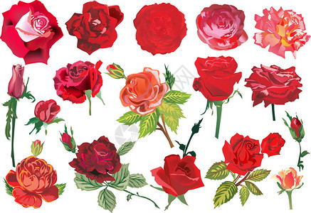 带有玫瑰装饰的插图在白图片