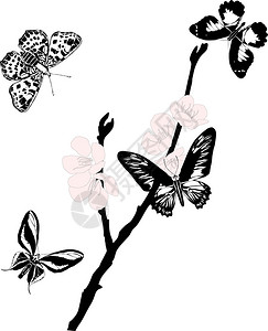 用樱桃树鲜花和白色背景的蝴蝶图片
