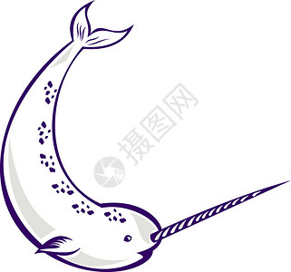 斑节对虾在孤立的白色背景上用独角鲸头牙刺直牙插画