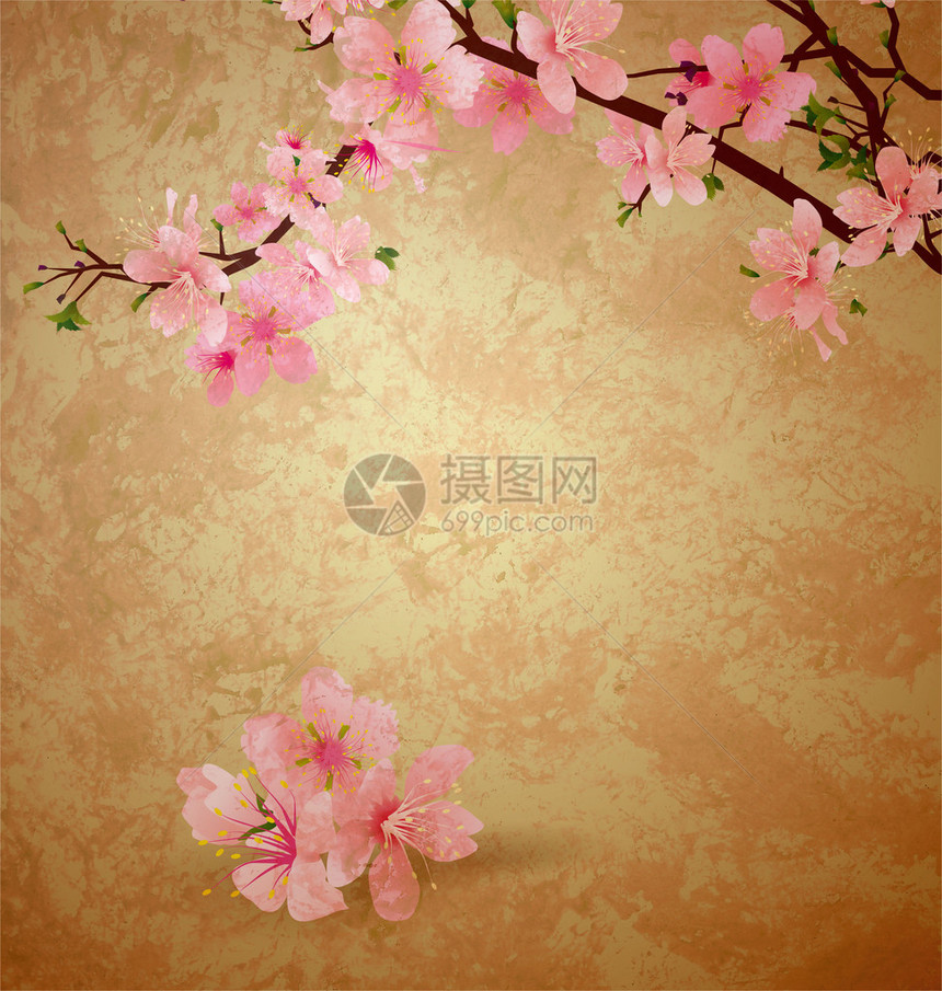 春天开花的樱桃树和棕色旧纸垃圾背景上的粉红色花朵图片