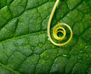 抽象的黄色植物与水滴在绿叶上打旋图片