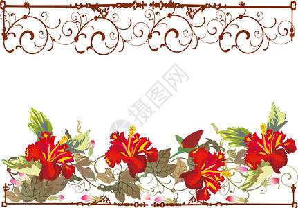 白色背景上的百合花框架图图片