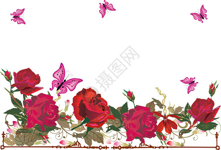玫瑰花与蝴蝶的插图图片