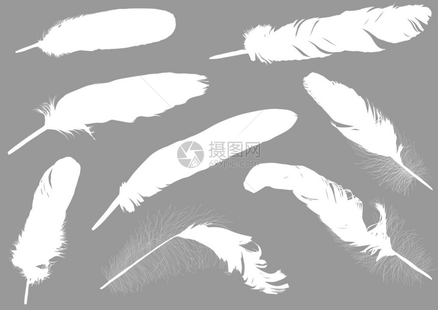 灰色背景上十五根白色羽毛的插图图片
