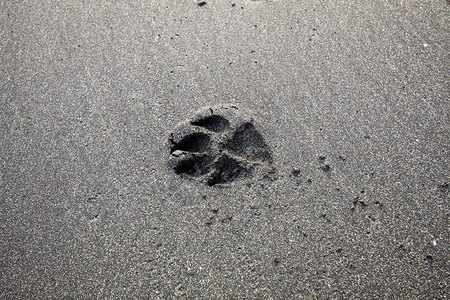 沙子上的狗脚印图片