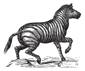格兰特的斑马或Equusquaggaboehmi图片