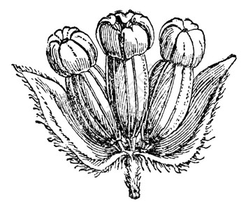 胭脂虫红HydrocotyleAsiatic花序或积雪草插画