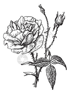 孟加拉玫瑰图片