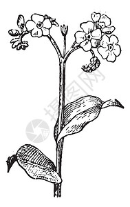 紫米水稻白种背景上的遗忘或米索蒂斯的古老刻画插图插画
