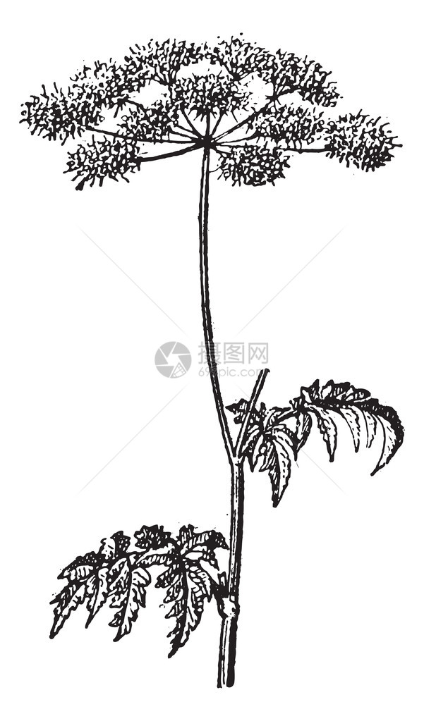 在白色背景上孤立的Chaerophyllumtemulum或粗山萝卜的旧雕刻插图单词和事物词典Larive和Fleury图片