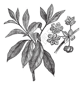 Lindera安息香或安息香aestivale或野生多香果或香料或普通香料或北方香料或本杰明灌木图片
