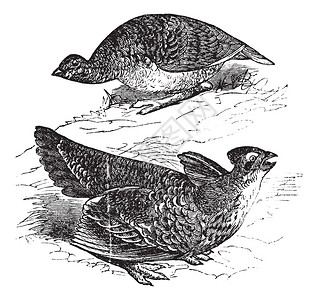 特拉斯Tetras在草原鸡Tetraocupido雌上图和雄复古雕刻插图上有鳍Trosset百科全书1886插画