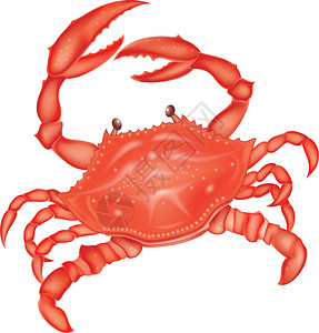蟹肉大爪海红蟹插画