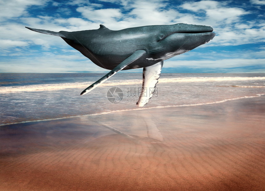 蓝色座头鲸在潮水退去的美丽夏日海滩场景上方游泳的概念和超现实主义插图可以看到它图片