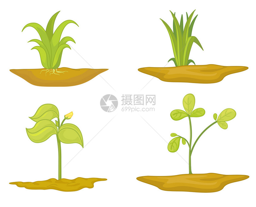 植物生长的插图图片