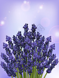 淡紫色背景上的薰衣草束带有镜头光晕图片