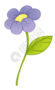 紫花的插图图片