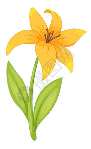 一朵简单的花插图图片