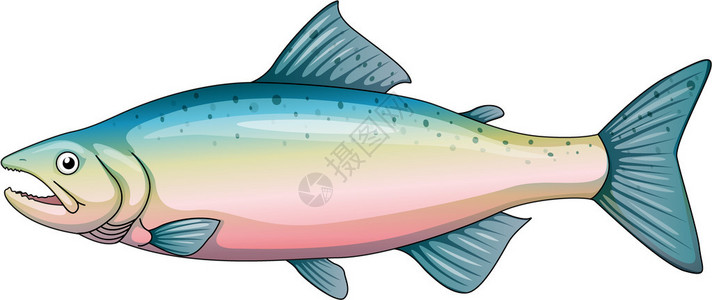 虹鳟鱼的插图背景图片