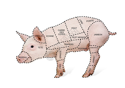 红烧猪排骨猪肉在白色背景面前用法语插画