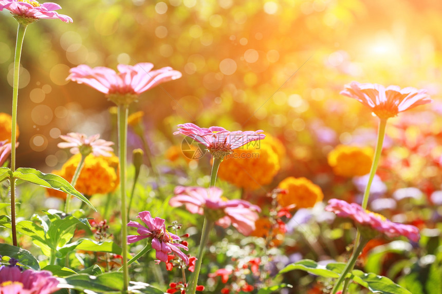 阳光明媚的日子浅自由度的抽象花坛图片