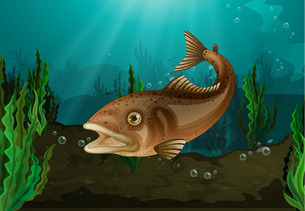 水下栖息地的淡水鱼背景图片