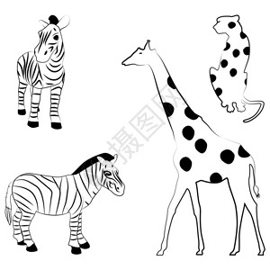 非洲动物插图的矢量系列斑马图片
