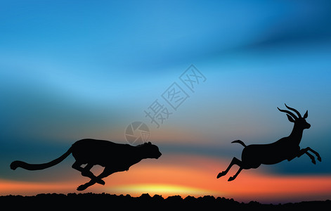 非洲狩猎豹正在日图片