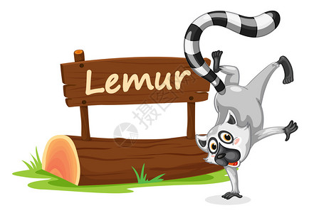 Lemur插图图片