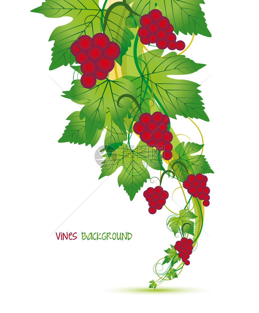 白色背景上的红葡萄装饰图片