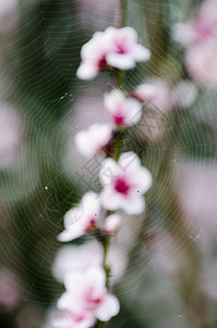 粉红色李子树上的蜘蛛网图片
