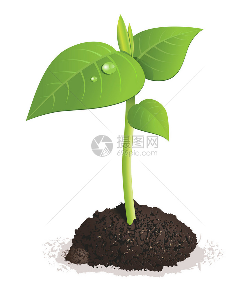 土壤中绿色鲜芽的插图图片