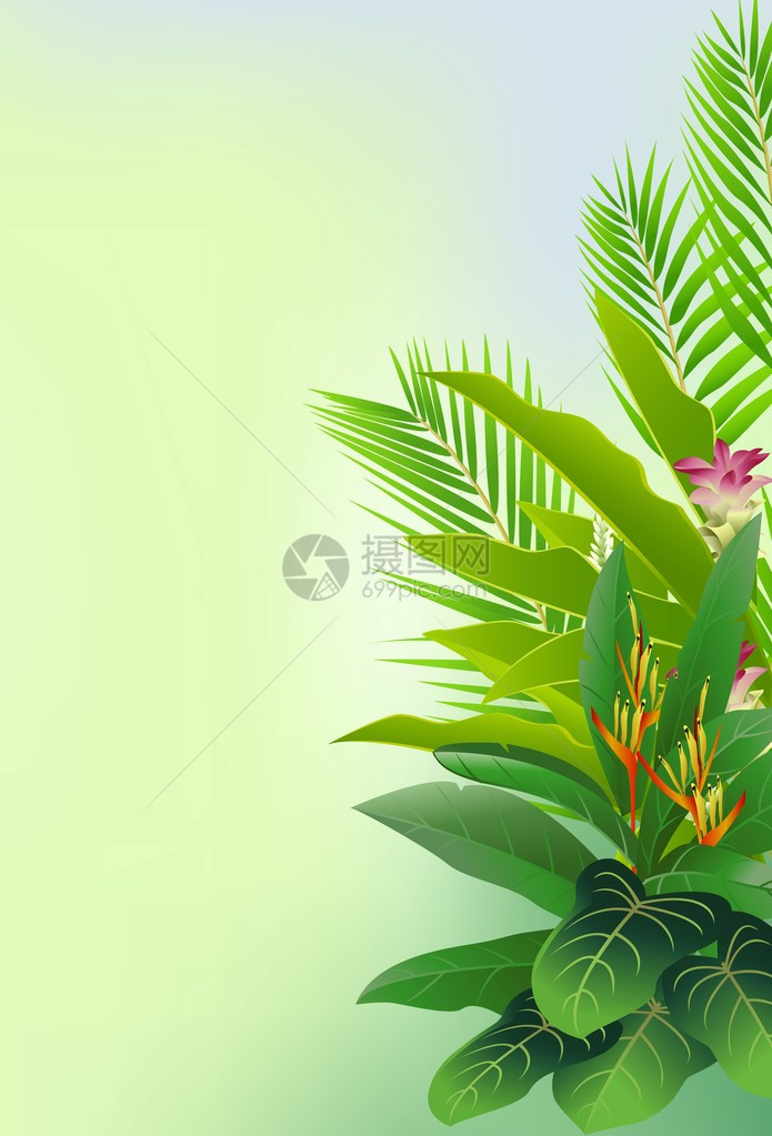 美丽的热带花卉和森林背景图片
