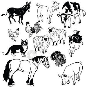 小猪拉风琴一组农场动物矢量图片白色和黑色图像插画