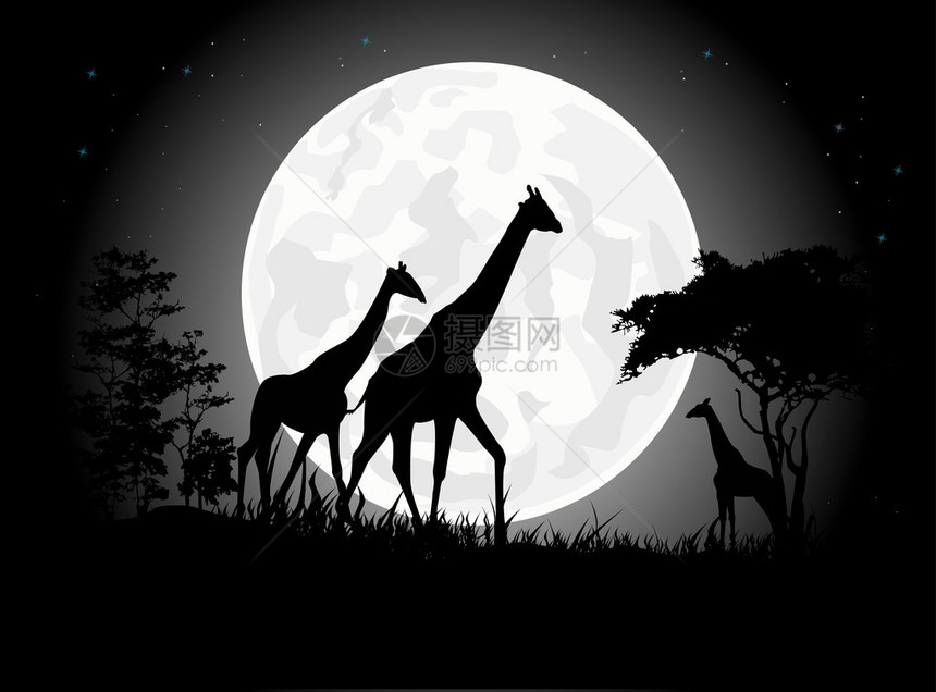美丽的Giraffe家族的月亮图片