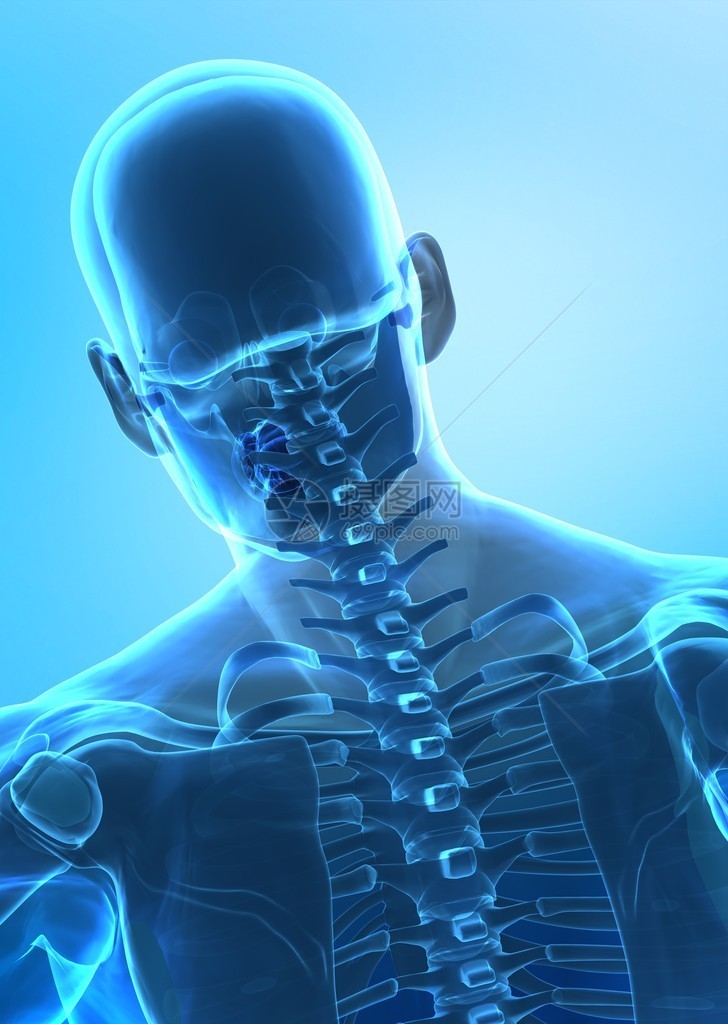 人类脊椎的X图片