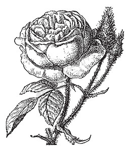 苔藓玫瑰或马齿苋图片