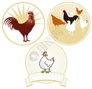 鸡和鸡标志图片
