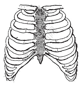 胸骨或胸骨图片
