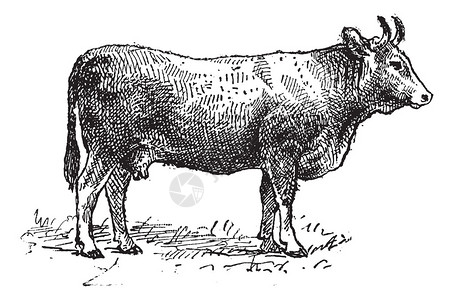 利木牛品种图片