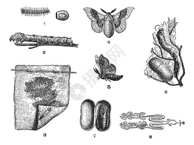 养蚕复古雕刻插图单词和事物词典Larive和Fleury插画