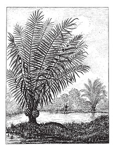 象牙树Phytelephasmacrocarpa图片