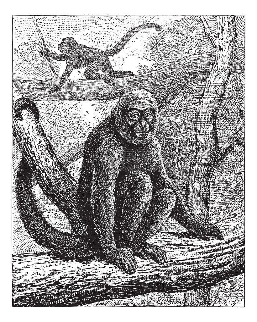 洪堡的毛猴或普通毛猴或棕色毛猴图片