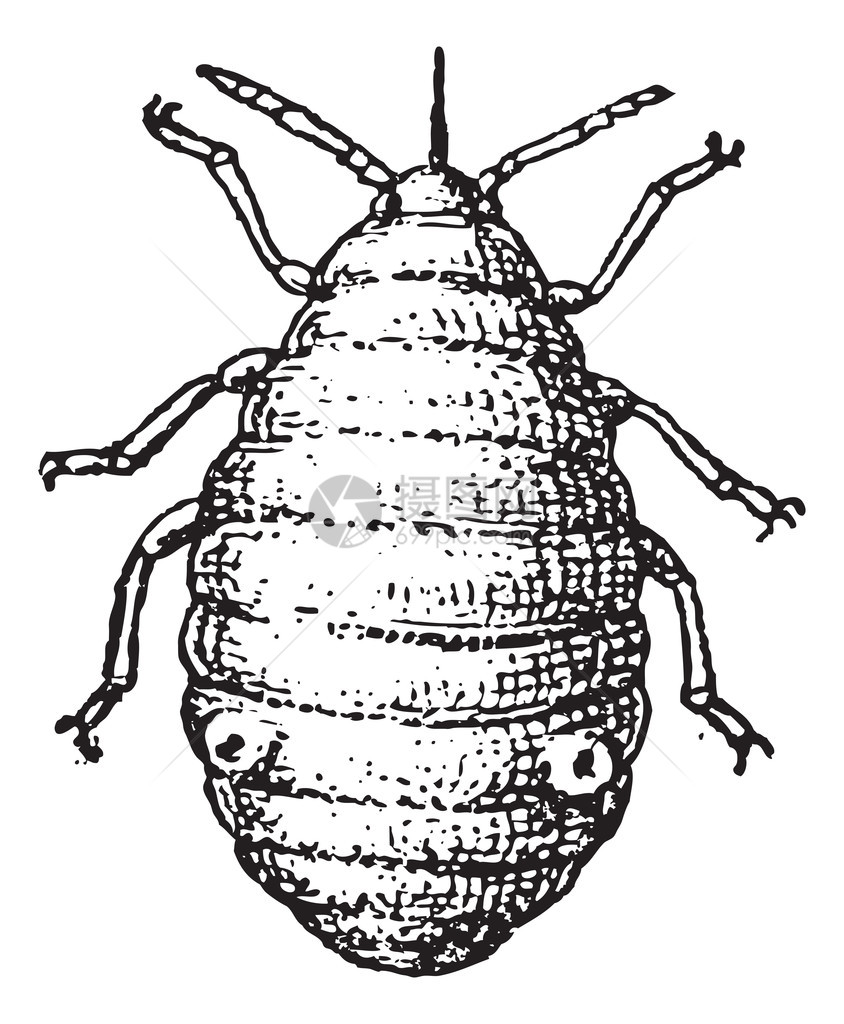 蚜虫或植物虱子或绿蝇或黑蝇或粉虱图片