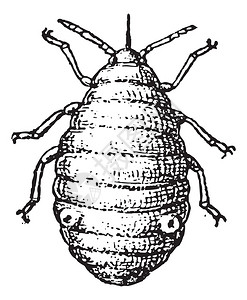 吸吮蚜虫或植物虱子或绿蝇或黑蝇或粉虱插画