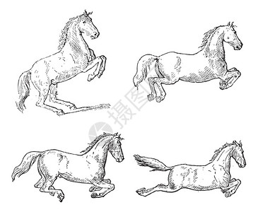 古典马装舞动作图片