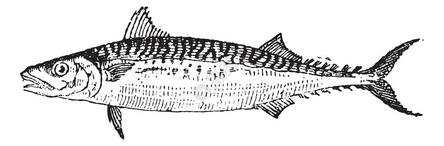 科布大西洋鲭鱼或鲭鱼插画