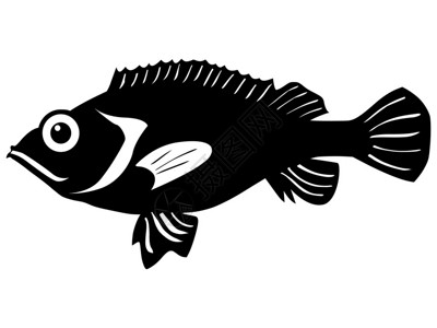 青石斑鱼白色背景上石斑鱼的剪影插画