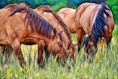 在牧场放牧的几匹野马的插图图片